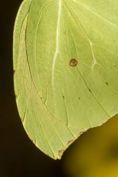 सुंदर गोनेपरीक्स क्लिओपात्रा फुलपाखरू कीटक . — स्टॉक फोटो, इमेज