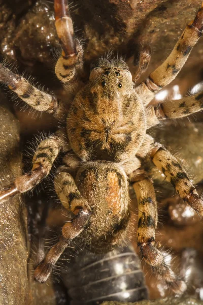 Zoropsis spinimana araña . —  Fotos de Stock