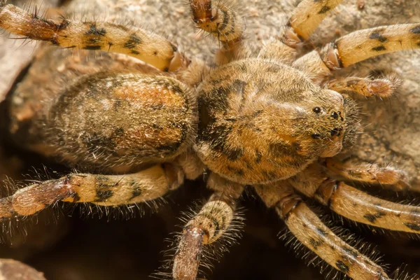 Zoropsis spinimana spider. — Stock Photo, Image