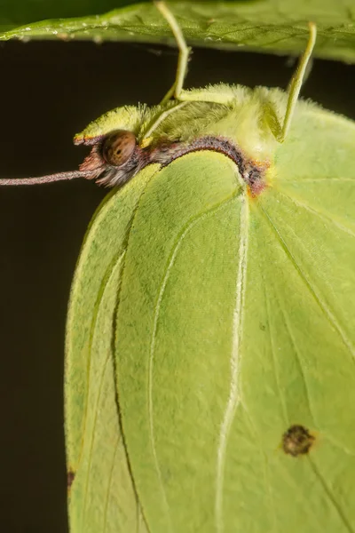 Gyönyörű gonepteryx cleopatra pillangó rovar. — Stock Fotó