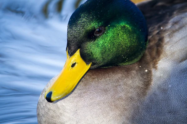 Yeşilbaş ördek havuzu üzerinde — Stok fotoğraf