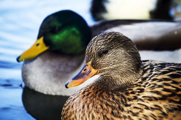 Manliga och kvinnliga gräsand ankor — Stockfoto