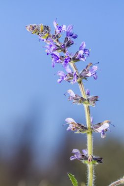 yaban adaçayı (Salvia verbenaca) çiçek