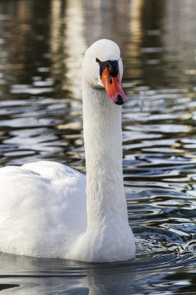 Krásná bílá labuť plavání na jezeře — Stock fotografie