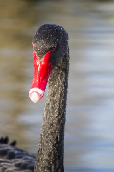 Svart svanen (Cygnus atratus)) — Stockfoto