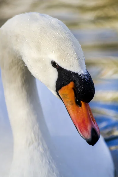 Beautiful white swan swimming on the lake — Stock Photo, Image