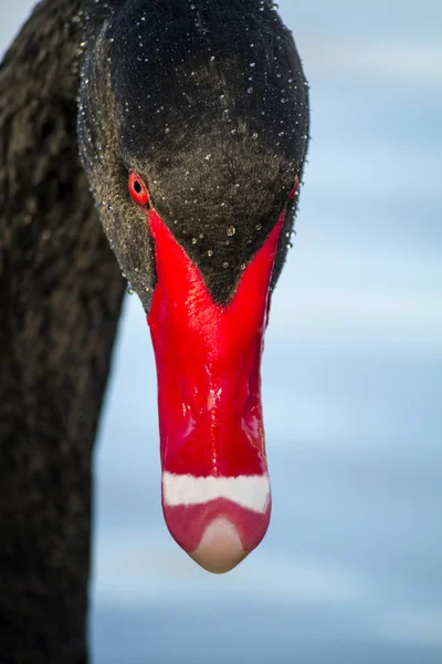 Black swan (Cygnus atratus) — Stock Photo, Image