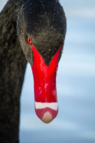 Чёрный лебедь (Cygnus atratus) — стоковое фото