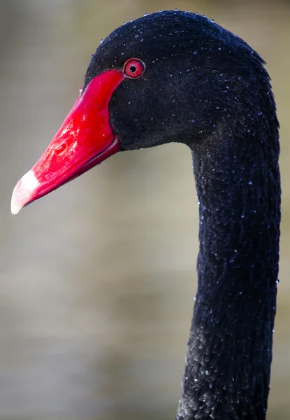 Чёрный лебедь (Cygnus atratus) — стоковое фото