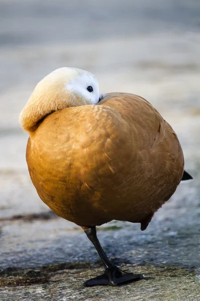 Angut (Tadorna ferruginea) üzerinde bir park — Stok fotoğraf