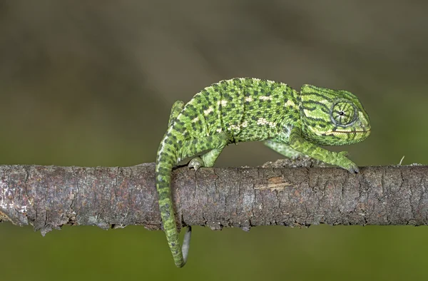 Mediterranean Chameleon — Stock Photo, Image