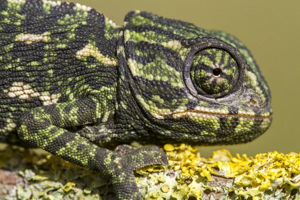 Mediterranean Chameleon — Stock Photo, Image