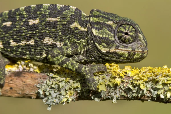 Caméléon méditerranéen — Photo