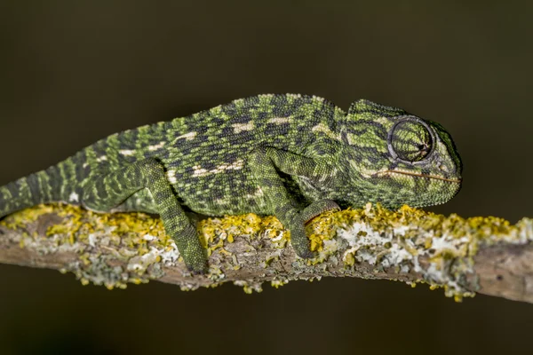 Mittelmeerchamäleon — Stockfoto