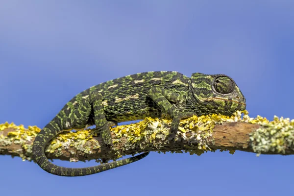 Mediterranean Chameleon — Stock Photo, Image