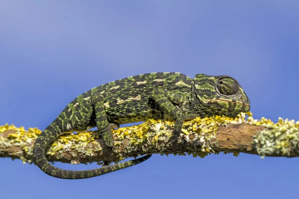 Mediterraan kameleon — Stockfoto