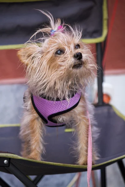 Sjovt påklædt hund - Stock-foto