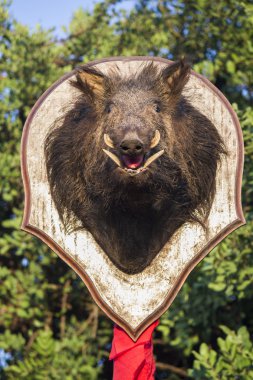 doldurulmuş yaban domuzu
