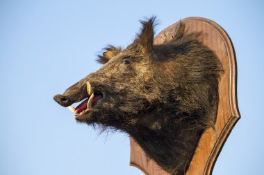 doldurulmuş yaban domuzu