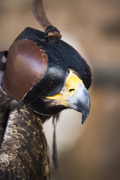 Pájaro halcón de Harry — Foto de Stock