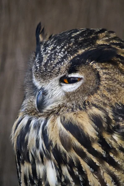 Búho águila euroasiática — Foto de Stock