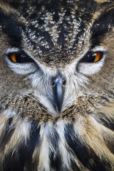 Eurasian Eagle-Owl — Stock Photo, Image