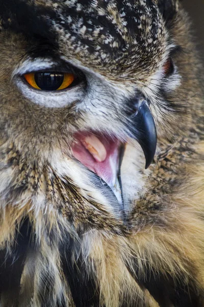 Євразійський орел-сова — стокове фото