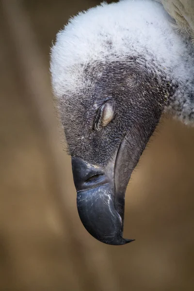 格里芬秃鹫(Gyps fulvus)) — 图库照片