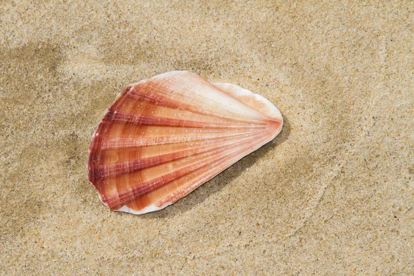沙子上的壳 — 图库照片