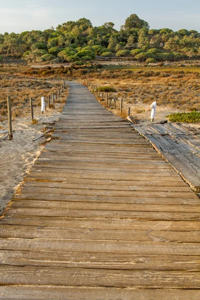 Деревянная дорожка на пляжных дюнах — стоковое фото