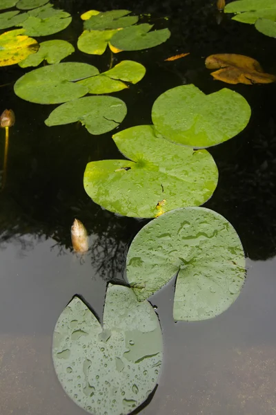 Lily leafs — Stock Photo, Image