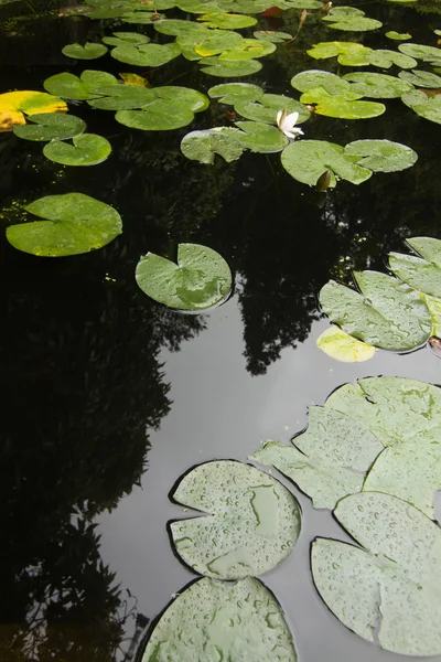 Lily leafs — Stockfoto