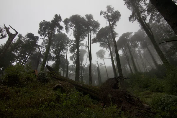 Vue sur le magnifique parc forestier — Photo