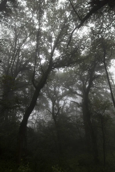 Pohled na krásné lesní park — Stock fotografie