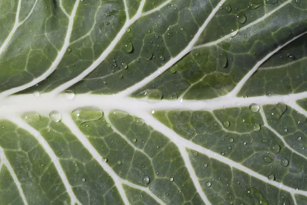 Cabbage leaf — Stock Photo, Image