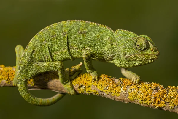 Groene kameleon — Stockfoto