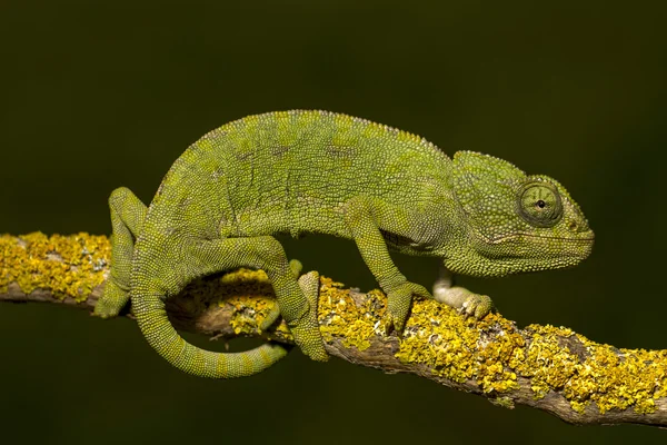 Aranyos zöld kaméleon — Stock Fotó