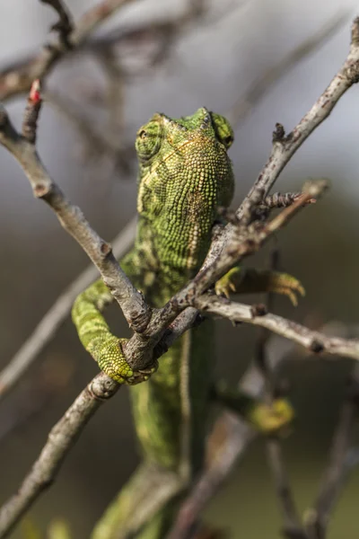 Lindo camaleón verde — Foto de Stock