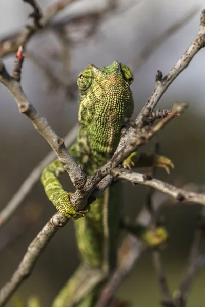 Cute green chameleon — Stock Photo, Image