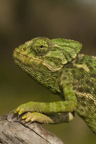 Cute green chameleon — Stock Photo, Image