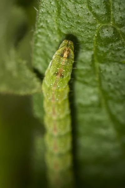 Bruco verde su una foglia — Foto Stock