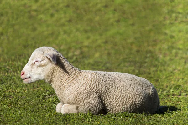 Herd of white sheep — Stock Photo, Image