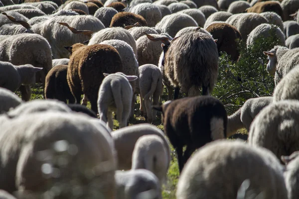 Kudde witte schapen — Stockfoto