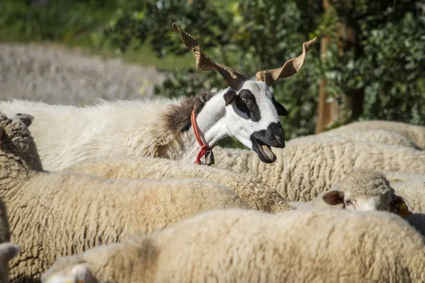 Herd of white sheep — Stock Photo, Image