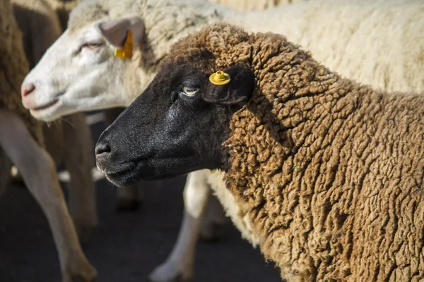 白い羊の群れ — ストック写真