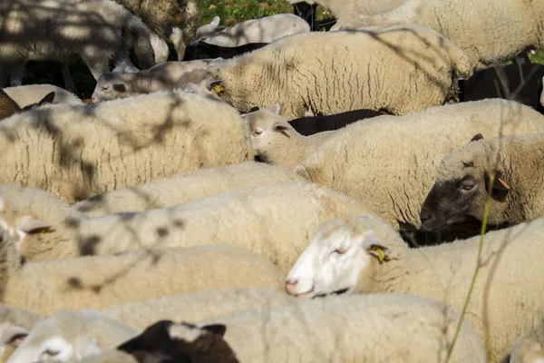 Стадо белых овец — стоковое фото