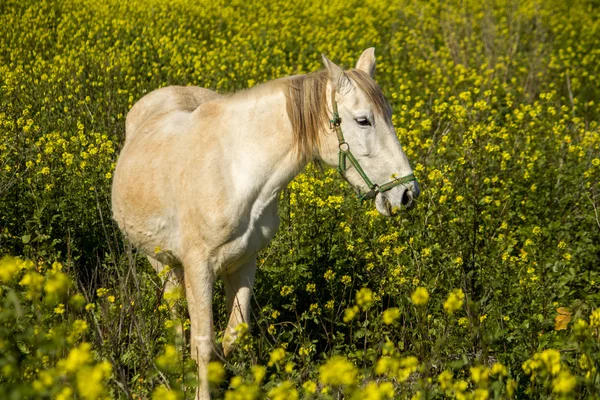 Witte paard op een landschap veld — Stockfoto