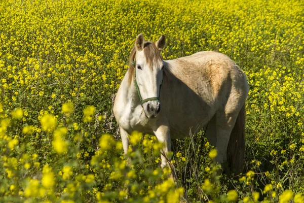 Caballo blanco en un campo de paisaje —  Fotos de Stock