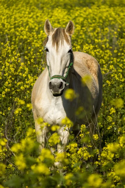 Biały koń w pejzaż pole — Zdjęcie stockowe