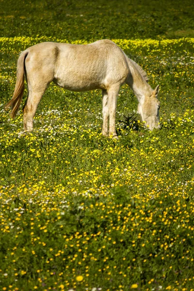 Cavalo branco em um campo de paisagem — Fotografia de Stock